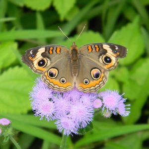 Meet your Posher, Lacey